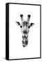 Safari Profile Collection - Portrait of Giraffe White Edition II-Philippe Hugonnard-Framed Stretched Canvas