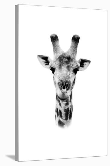 Safari Profile Collection - Portrait of Giraffe White Edition II-Philippe Hugonnard-Stretched Canvas