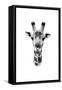 Safari Profile Collection - Portrait of Giraffe White Edition II-Philippe Hugonnard-Framed Stretched Canvas