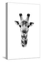 Safari Profile Collection - Portrait of Giraffe White Edition II-Philippe Hugonnard-Stretched Canvas