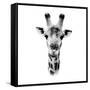 Safari Profile Collection - Portrait of Giraffe White Edition IV-Philippe Hugonnard-Framed Stretched Canvas