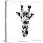 Safari Profile Collection - Portrait of Giraffe White Edition IV-Philippe Hugonnard-Stretched Canvas