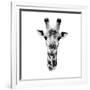 Safari Profile Collection - Portrait of Giraffe White Edition IV-Philippe Hugonnard-Framed Photographic Print