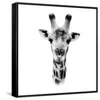 Safari Profile Collection - Portrait of Giraffe White Edition IV-Philippe Hugonnard-Framed Stretched Canvas