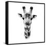 Safari Profile Collection - Portrait of Giraffe White Edition IV-Philippe Hugonnard-Framed Stretched Canvas