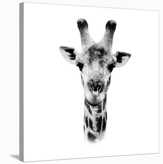 Safari Profile Collection - Portrait of Giraffe White Edition IV-Philippe Hugonnard-Stretched Canvas