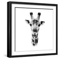 Safari Profile Collection - Portrait of Giraffe White Edition IV-Philippe Hugonnard-Framed Premium Photographic Print