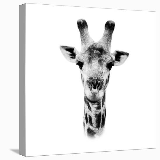 Safari Profile Collection - Portrait of Giraffe White Edition IV-Philippe Hugonnard-Stretched Canvas