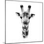 Safari Profile Collection - Portrait of Giraffe White Edition IV-Philippe Hugonnard-Mounted Photographic Print