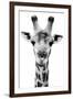 Safari Profile Collection - Portrait of Giraffe White Edition V-Philippe Hugonnard-Framed Photographic Print