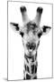 Safari Profile Collection - Portrait of Giraffe White Edition V-Philippe Hugonnard-Mounted Photographic Print