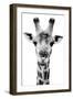 Safari Profile Collection - Portrait of Giraffe White Edition V-Philippe Hugonnard-Framed Photographic Print