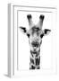 Safari Profile Collection - Portrait of Giraffe White Edition V-Philippe Hugonnard-Framed Photographic Print