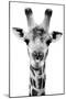 Safari Profile Collection - Portrait of Giraffe White Edition V-Philippe Hugonnard-Mounted Photographic Print