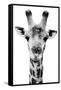 Safari Profile Collection - Portrait of Giraffe White Edition V-Philippe Hugonnard-Framed Stretched Canvas