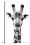 Safari Profile Collection - Portrait of Giraffe White Edition V-Philippe Hugonnard-Stretched Canvas