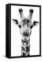 Safari Profile Collection - Portrait of Giraffe White Edition V-Philippe Hugonnard-Framed Stretched Canvas