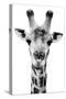 Safari Profile Collection - Portrait of Giraffe White Edition V-Philippe Hugonnard-Stretched Canvas