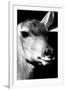 Safari Profile Collection - Portrait of Impala Black Edition-Philippe Hugonnard-Framed Premium Photographic Print