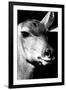 Safari Profile Collection - Portrait of Impala Black Edition-Philippe Hugonnard-Framed Premium Photographic Print