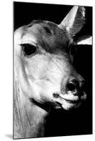 Safari Profile Collection - Portrait of Impala Black Edition-Philippe Hugonnard-Mounted Premium Photographic Print