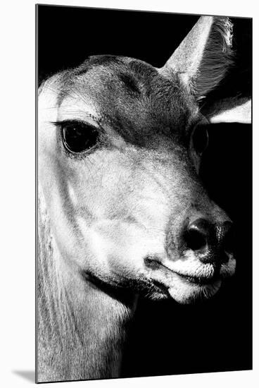 Safari Profile Collection - Portrait of Impala Black Edition-Philippe Hugonnard-Mounted Premium Photographic Print