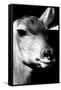 Safari Profile Collection - Portrait of Impala Black Edition-Philippe Hugonnard-Framed Stretched Canvas