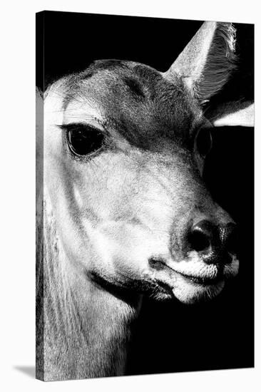 Safari Profile Collection - Portrait of Impala Black Edition-Philippe Hugonnard-Stretched Canvas