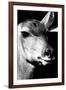 Safari Profile Collection - Portrait of Impala Black Edition-Philippe Hugonnard-Framed Photographic Print