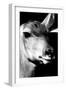 Safari Profile Collection - Portrait of Impala Black Edition-Philippe Hugonnard-Framed Photographic Print