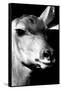 Safari Profile Collection - Portrait of Impala Black Edition-Philippe Hugonnard-Framed Stretched Canvas
