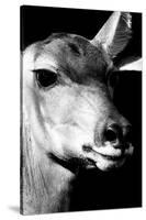 Safari Profile Collection - Portrait of Impala Black Edition-Philippe Hugonnard-Stretched Canvas