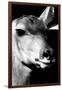 Safari Profile Collection - Portrait of Impala Black Edition-Philippe Hugonnard-Framed Photographic Print