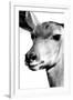 Safari Profile Collection - Portrait of Impala White Edition-Philippe Hugonnard-Framed Photographic Print