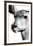 Safari Profile Collection - Portrait of Impala White Edition-Philippe Hugonnard-Framed Photographic Print
