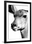Safari Profile Collection - Portrait of Impala White Edition-Philippe Hugonnard-Framed Photographic Print