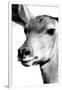 Safari Profile Collection - Portrait of Impala White Edition-Philippe Hugonnard-Framed Photographic Print