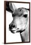 Safari Profile Collection - Portrait of Impala White Edition-Philippe Hugonnard-Framed Photographic Print