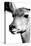 Safari Profile Collection - Portrait of Impala White Edition-Philippe Hugonnard-Stretched Canvas
