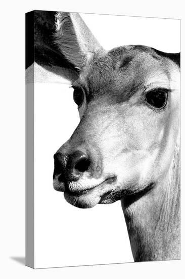 Safari Profile Collection - Portrait of Impala White Edition-Philippe Hugonnard-Stretched Canvas