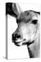 Safari Profile Collection - Portrait of Impala White Edition-Philippe Hugonnard-Stretched Canvas