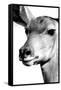 Safari Profile Collection - Portrait of Impala White Edition-Philippe Hugonnard-Framed Stretched Canvas