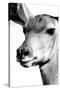 Safari Profile Collection - Portrait of Impala White Edition-Philippe Hugonnard-Stretched Canvas