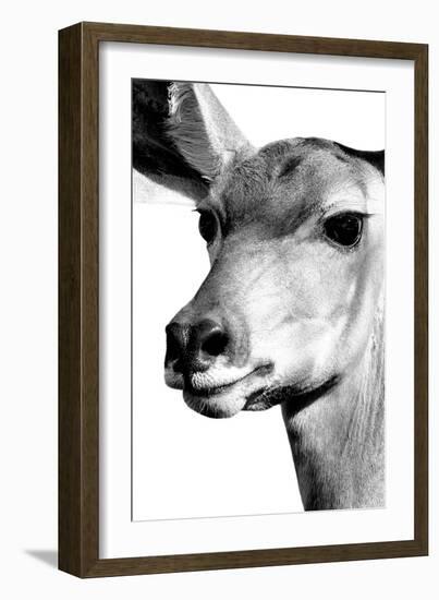 Safari Profile Collection - Portrait of Impala White Edition-Philippe Hugonnard-Framed Photographic Print