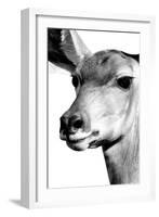 Safari Profile Collection - Portrait of Impala White Edition-Philippe Hugonnard-Framed Photographic Print