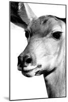 Safari Profile Collection - Portrait of Impala White Edition-Philippe Hugonnard-Mounted Photographic Print