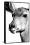 Safari Profile Collection - Portrait of Impala White Edition-Philippe Hugonnard-Framed Stretched Canvas