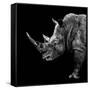 Safari Profile Collection - Rhino Black Edition II-Philippe Hugonnard-Framed Stretched Canvas