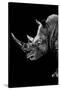 Safari Profile Collection - Rhino Black Edition IV-Philippe Hugonnard-Stretched Canvas