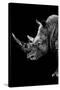 Safari Profile Collection - Rhino Black Edition IV-Philippe Hugonnard-Stretched Canvas